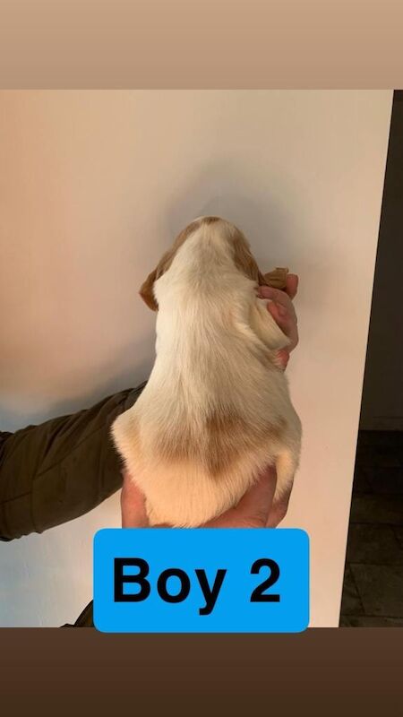 Springer Spaniel puppies for sale in Leicester, Leicestershire – 8 weeks old - Image 5 of 6