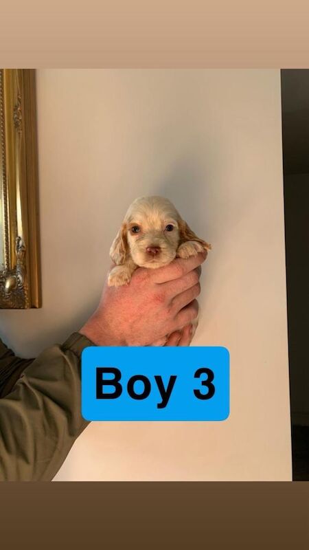 Springer Spaniel puppies for sale in Leicester, Leicestershire – 8 weeks old - Image 6 of 6