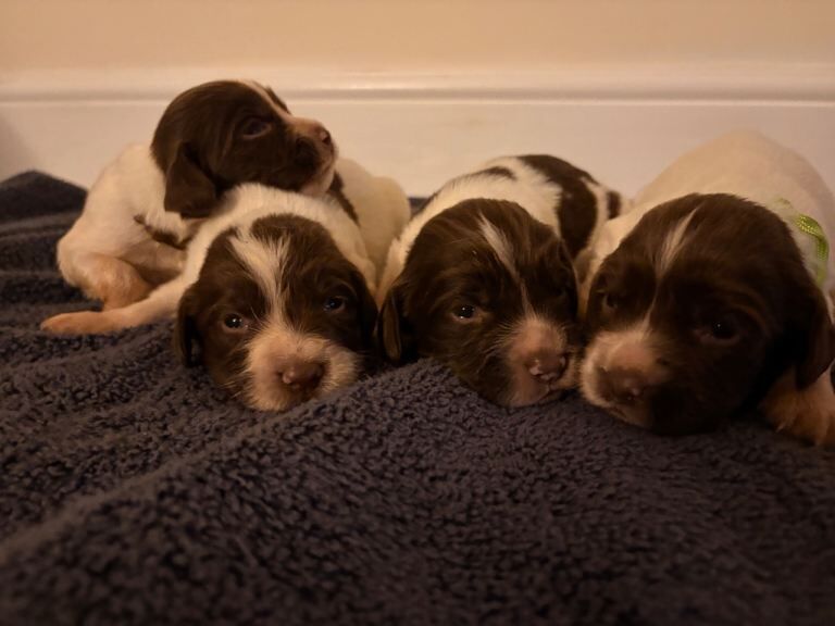 Springer Spaniel puppies for sale in Tavistock, Devon – 2 weeks old