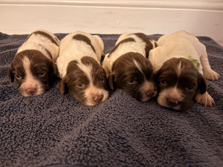 Springer Spaniel puppies for sale in Tavistock, Devon – 2 weeks old - Image 2 of 6