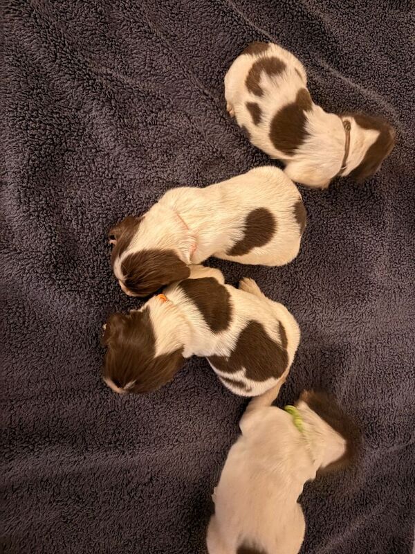 Springer Spaniel puppies for sale in Tavistock, Devon – 2 weeks old - Image 3 of 6