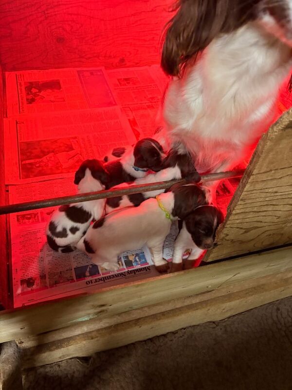 Springer Spaniel puppies for sale in Tavistock, Devon – 2 weeks old - Image 4 of 6