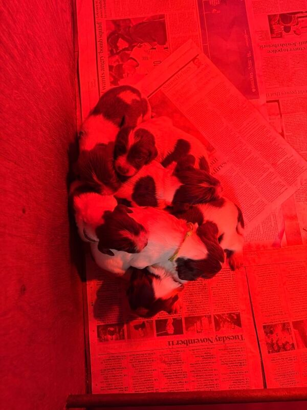 Springer Spaniel puppies for sale in Tavistock, Devon – 2 weeks old - Image 5 of 6