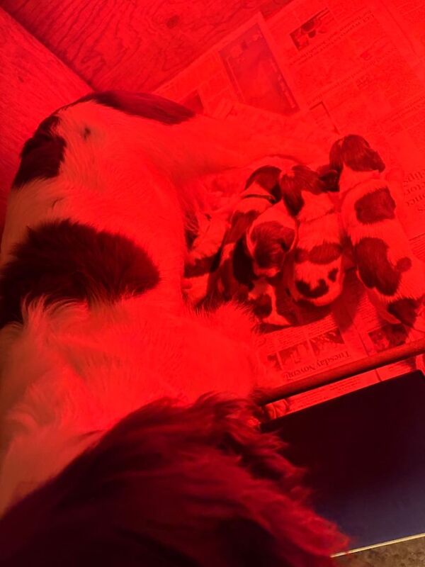 Springer Spaniel puppies for sale in Tavistock, Devon – 2 weeks old - Image 6 of 6