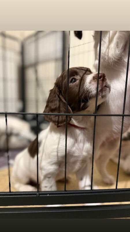 Kennel Club Registered Springer Spaniel Puppies For Sale