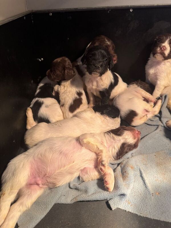 Springer spaniel puppies