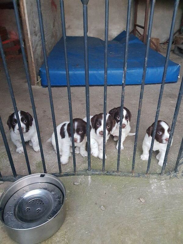Springer Spaniel Puppies For Sale