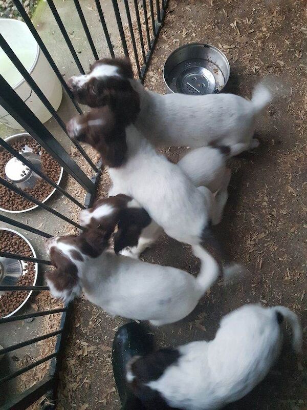 Springer Spaniel Puppies - Image 2 of 4