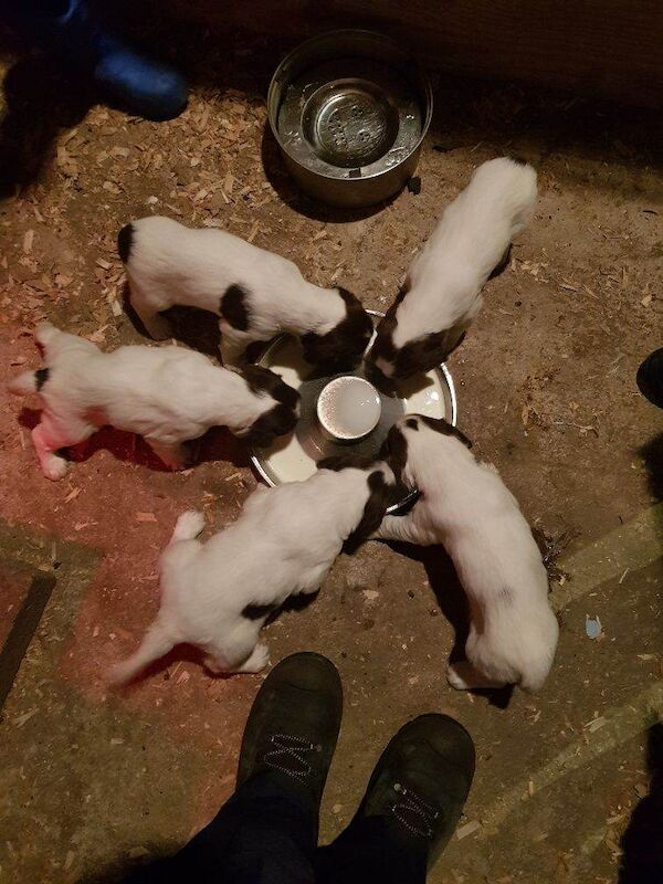 Springer Spaniel Puppies - Image 3 of 4