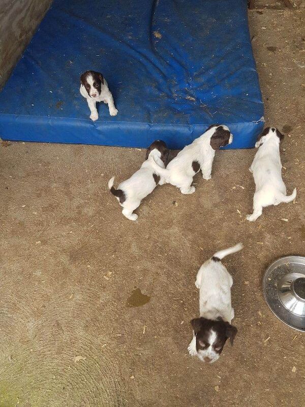 Springer Spaniel Puppies - Image 4 of 4