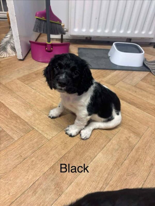 Springer Spaniel Puppies For Sale Under £1,000