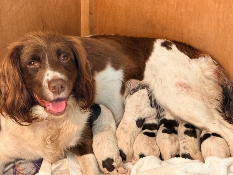 Springer Spaniel puppies