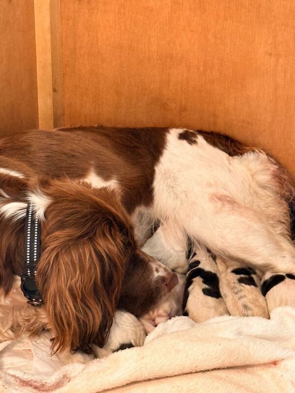Springer Spaniel puppies - Image 2 of 2