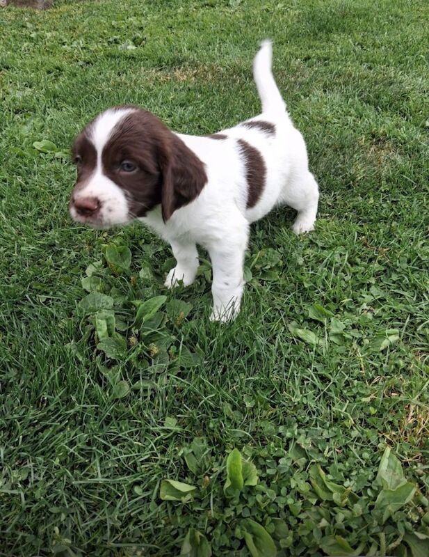 Springer Spaniel puppies