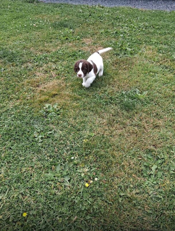 Springer spaniel puppies