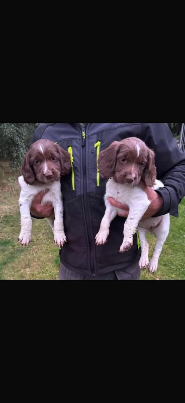 Springer spaniel puppies
