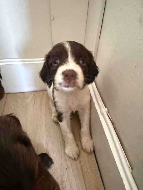 Springer spaniel puppies