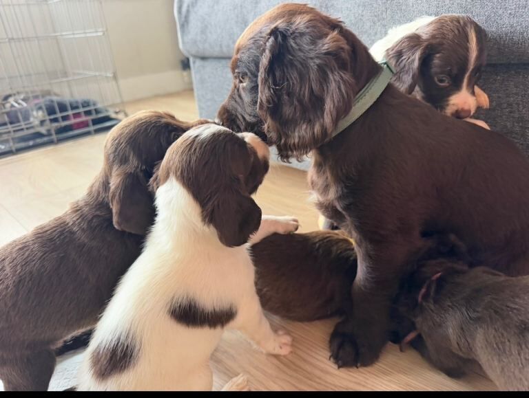 Springer spaniel puppies - Image 2 of 3