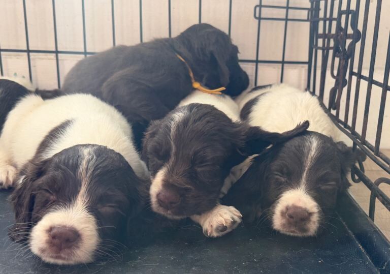 Springer spaniel puppies - Image 3 of 3