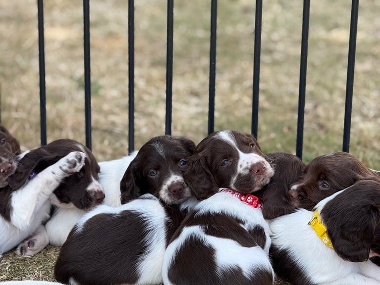 Springer Spaniel puppies for sale in Taunton, Somerset – 10 weeks old
