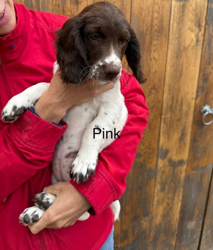 Springer Spaniel puppies for sale in Taunton, Somerset – 6 months old - Image 2 of 3