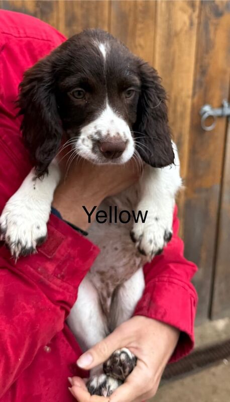Springer Spaniel puppies for sale in Taunton, Somerset – 6 months old - Image 3 of 3