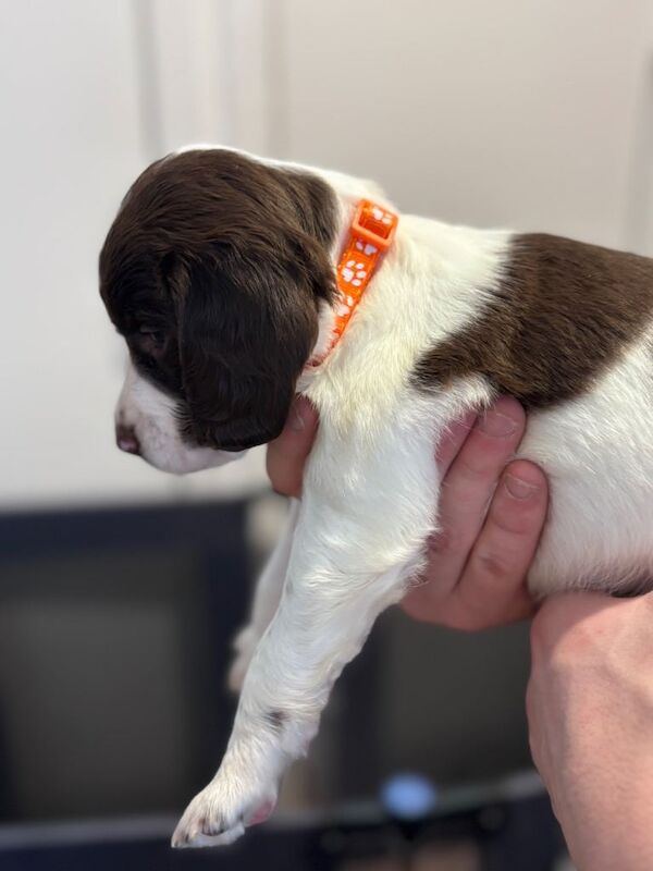 Springer Spaniel puppies for sale in Newtonmore, Inverness – 5 weeks old - Image 2 of 3