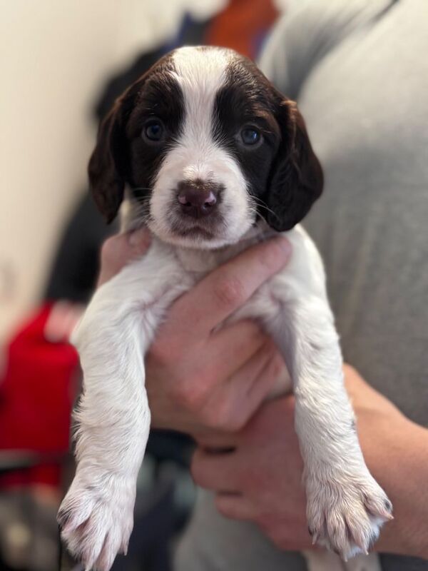 Springer Spaniel puppies for sale in Newtonmore, Inverness – 5 weeks old - Image 3 of 3