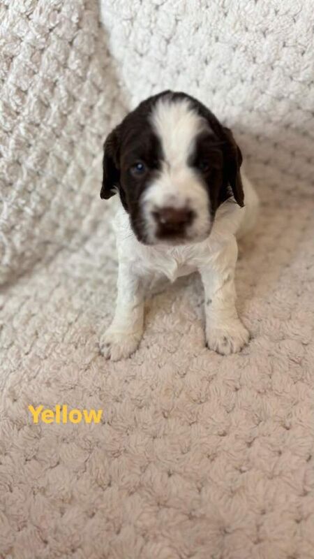 Springer Spaniel Puppies for Sale - Image 2 of 5
