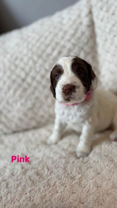 Springer Spaniel Puppies for Sale - Image 3 of 5