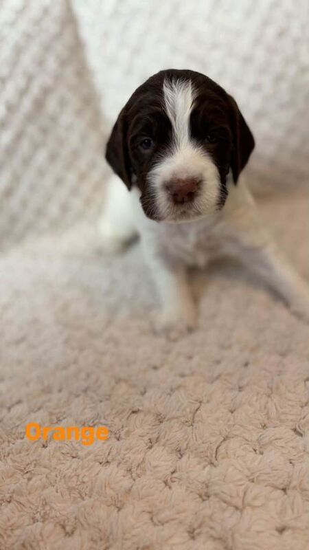 Springer Spaniel Puppies for Sale - Image 4 of 5