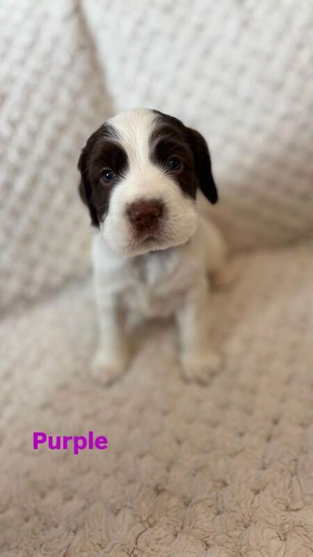 Springer Spaniel Puppies for Sale - Image 5 of 5