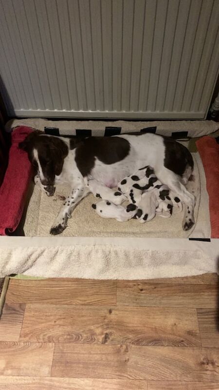 Springer Spaniel puppies for sale in Huddersfield, West Yorkshire – KC registered, 10 weeks old