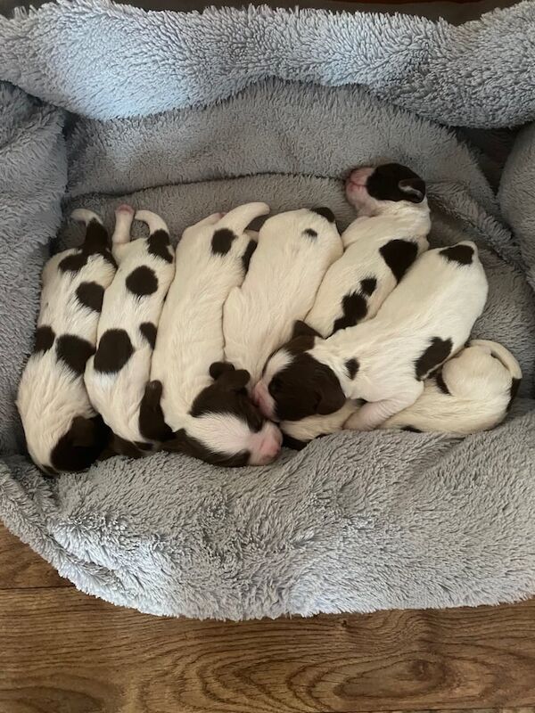 Springer Spaniel puppies for sale in Huddersfield, West Yorkshire – KC registered, 10 weeks old - Image 2 of 3