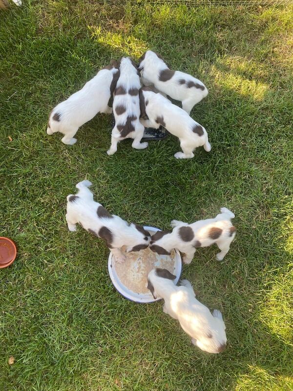 Springer Spaniel puppies for sale in Huddersfield, West Yorkshire – KC registered, 10 weeks old - Image 3 of 3