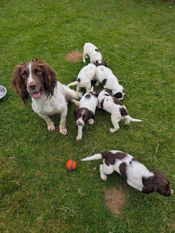 Springer Spaniel Puppies For Sale