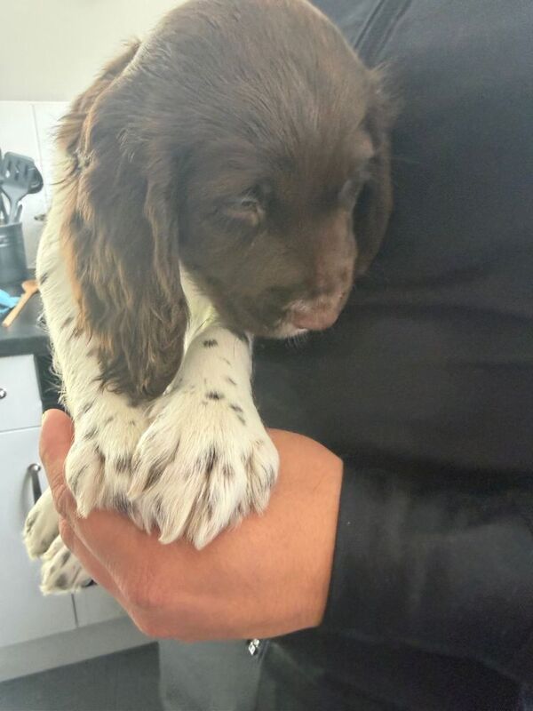 Springer spaniel puppy