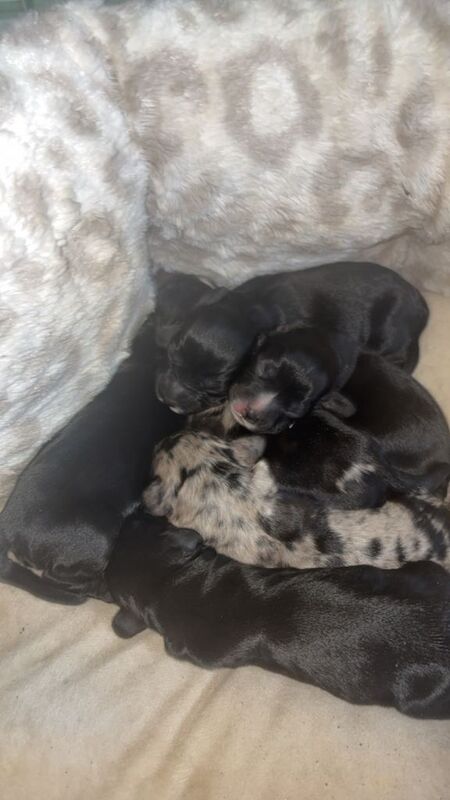 Springer Spaniel Puppies For Sale