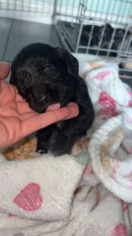 Springer spaniel puppys - Image 2 of 3