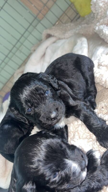 Springer spaniel puppys - Image 3 of 3