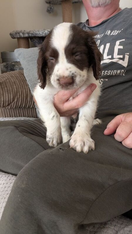 Springer Spaniel puppies for sale in Bedlington, Northumberland – 6 weeks old