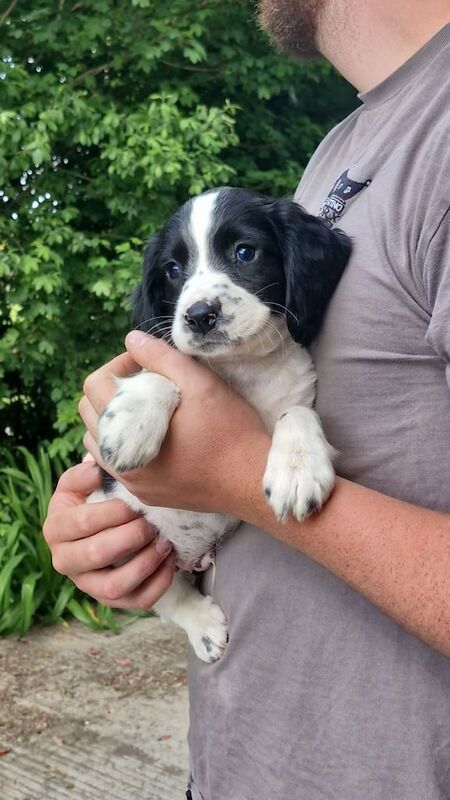 SPRINGER SPANIEL PUPS for sale in Comber, County Down