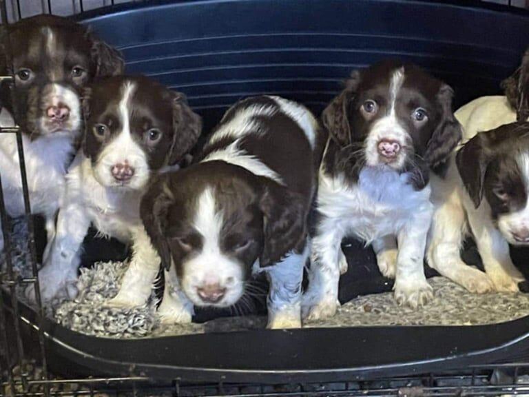 Springer spaniel pups for sale in South Side, City of Edinburgh