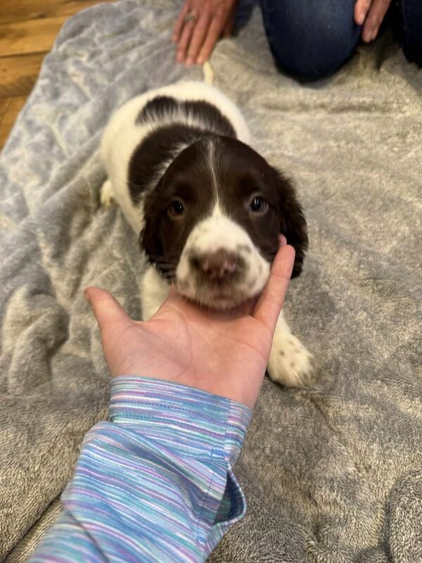 Springer spaniel pups for sale in South Side, City of Edinburgh | Image 2