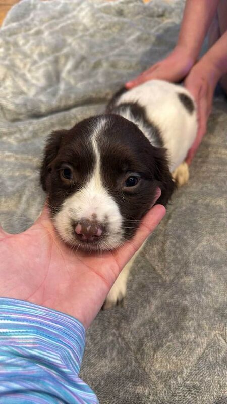 Springer spaniel pups for sale in South Side, City of Edinburgh | Image 3