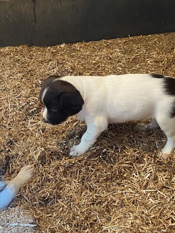 Springer Spaniel puppies for sale in Ballymena, County Antrim – 6 weeks old