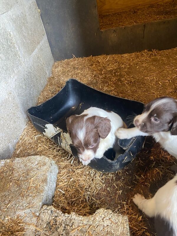 Springer Spaniel puppies for sale in Ballymena, County Antrim – 6 weeks old - Image 2 of 3