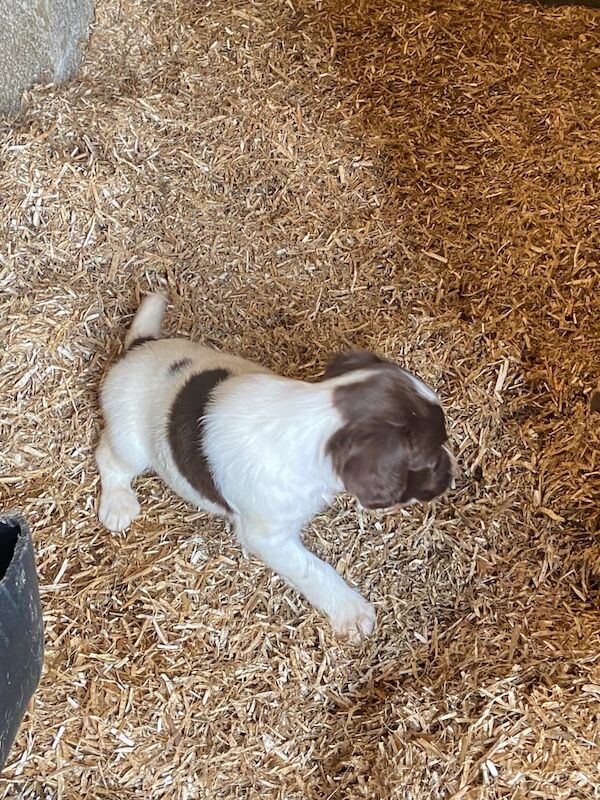 Springer Spaniel puppies for sale in Ballymena, County Antrim – 6 weeks old - Image 3 of 3