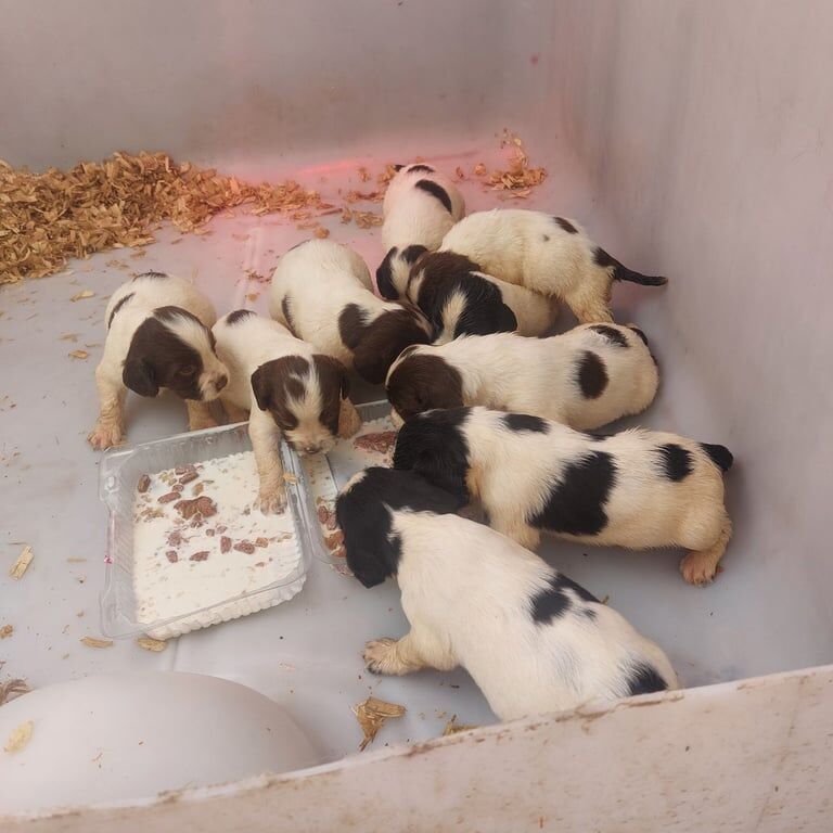 Springer Spaniel puppies for sale in Dunmurry, County Antrim – 7 weeks old