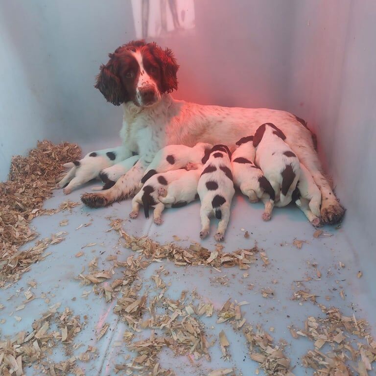 Springer Spaniel puppies for sale in Dunmurry, County Antrim – 7 weeks old - Image 2 of 3